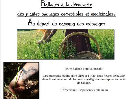 Balade à la découverte des plantes sauvages comestibles et médicinales