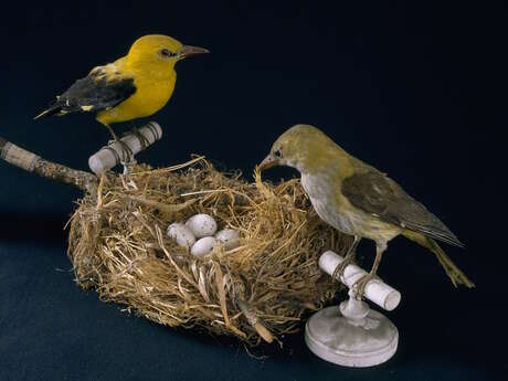 Des nids et des œufs  - Atelier pour les 7/12 ans