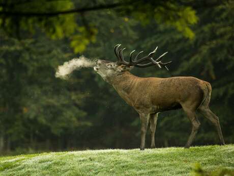 Sortie brame du cerf