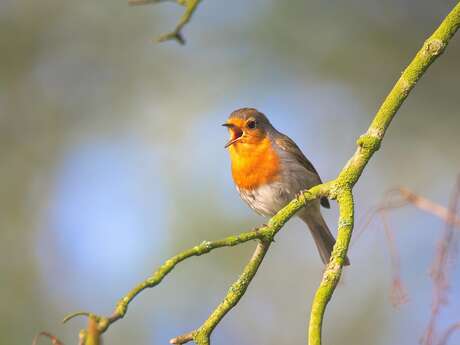 Sortie nature "Contes et légendes d'oiseau"