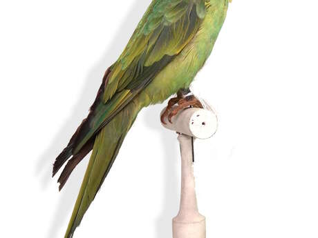 Exposition "Drôles d'oiseaux : lumière sur une collection exotique"