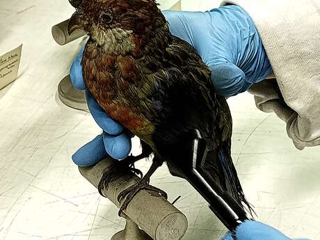 La face cachée des collections - Atelier pour les 7/12 ans