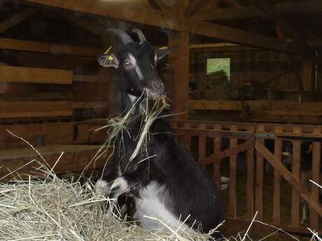 "De la ferme au fromage"