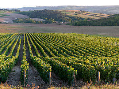 Balade sensorielle et silencieuse dans la campagne au cœur des vignes de Bourgogne