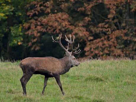 Soirée brame du cerf