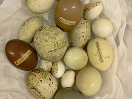 A chacun son œuf - Atelier pour les 4/6 ans