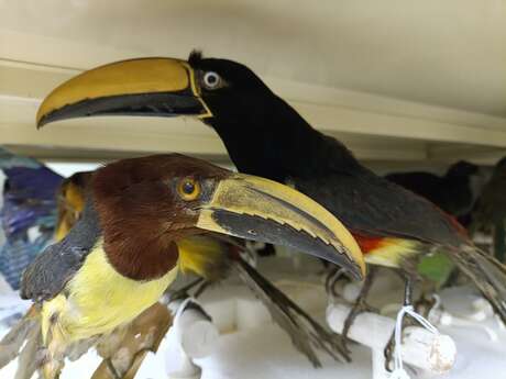 Les oiseaux exotiques du Muséum (Journées Européennes du Patrimoine)