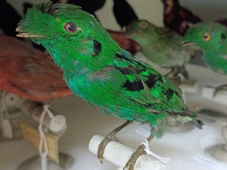 Mon oiseau exotique - Atelier pour les 7/12 ans