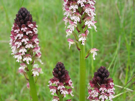 Randonnée " Les Orchidées du soleil" départ de Bucey-lès-Gy