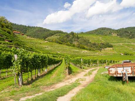 Escapade au coeur des vignobles auxerrois et chablisien