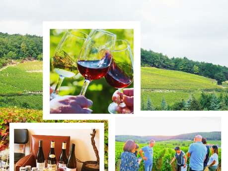 Balade  oeno-sensorielle -découverte  des secrets  vins  de Bourgogne