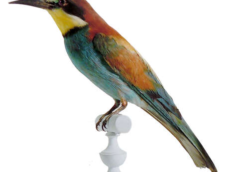 Les oiseaux exotiques du Muséeum - Atelier pour les 4/6 ans.