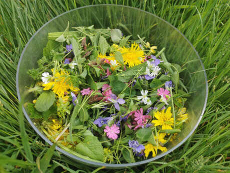 Sortie botanique plantes sauvages comestibles et médicinales