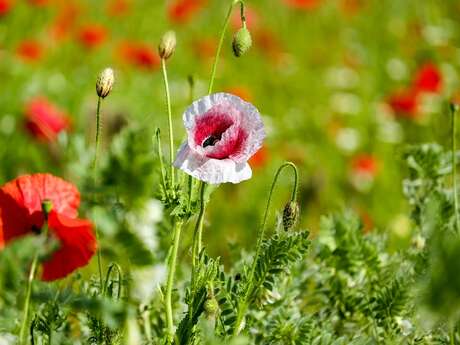 Sortie découverte et cueillette de plantes sauvages