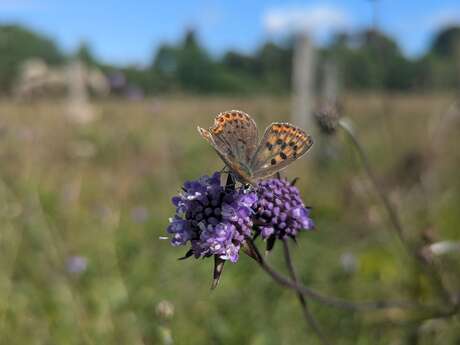 Dimanche 7 juin : Le petit peuple de l'herbularium