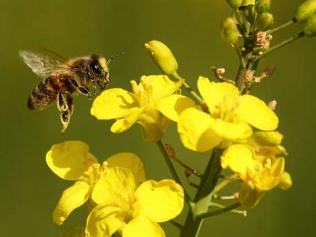 Visite : Le monde des abeilles
