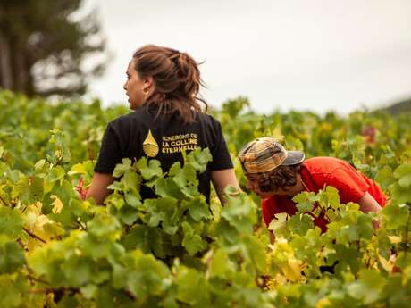 Vignerons de la Colline Eternelle