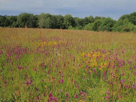 Balade à la Rencontre des fleurs sauvages du Morvan