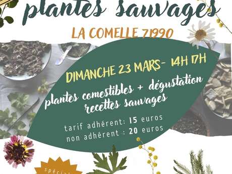 Balade plantes comestibles