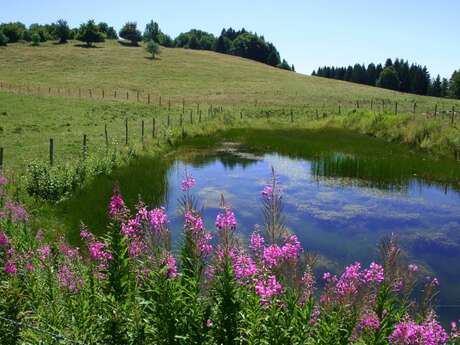 Sentier pédestre de la Sauge