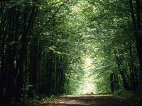 Du Pays d'Othe à la forêt de Chaource