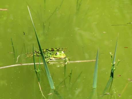 Découverte du marais communal de Lanchères