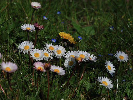 Sortie nature à Laon : "Sauvages de ma rue"