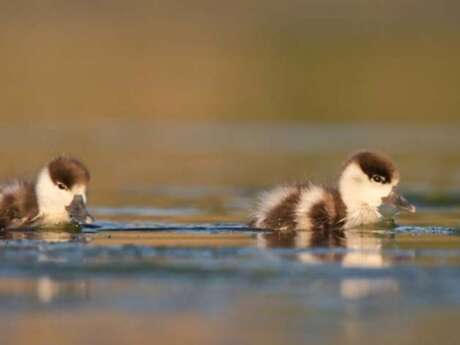 Atelier d'initiation à la photographie animalière