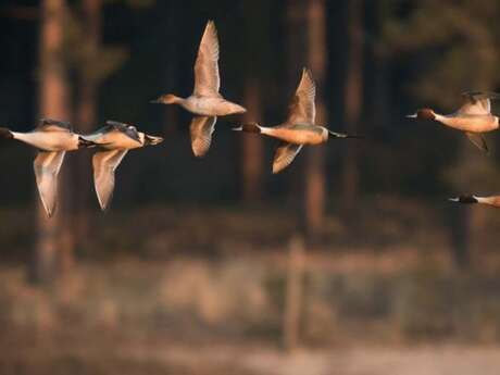 Les semaines de la migration