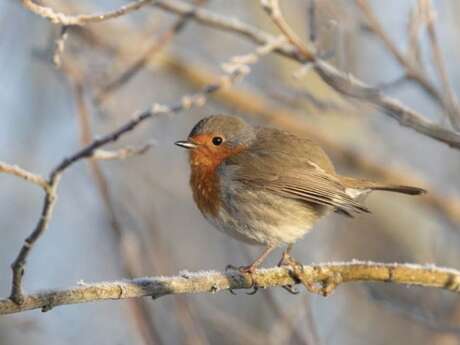 Rencontre à la palissade des mangeoires