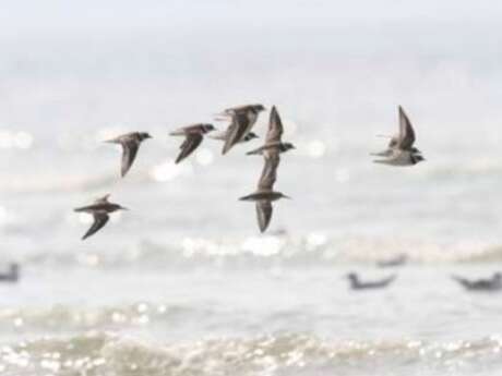 Sortie grandes marées