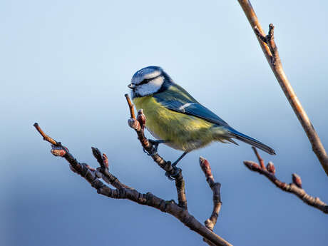 Sortie nature à Vauclair : "Oiseaux des bois et forêts"