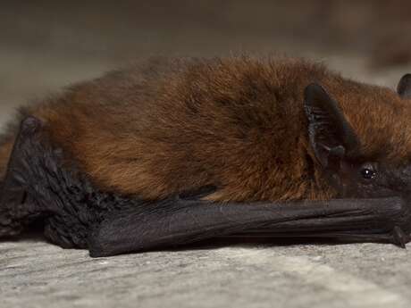 Nuit de la chauve-souris à Miannay