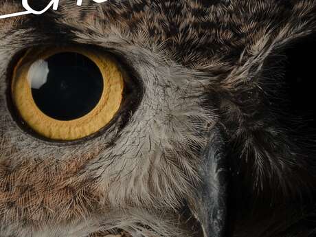 Nuit de la Chouette 🦉