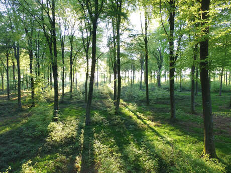 Immersion sensorielle en forêt Immersion sensorielle en forêt