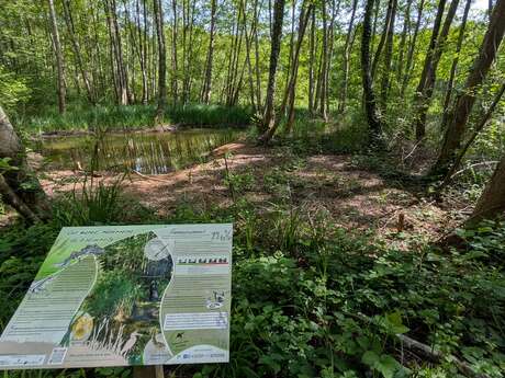 Sortie nature à Neuville-sur-Ailette : "Les mares de la voie verte : éveiller et transmettre"