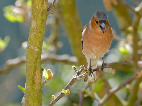 Les Oiseaux des jardins à Fontaine-sur-Somme