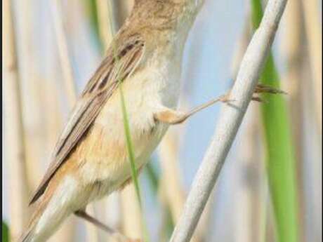 A la découverte des oiseaux chanteurs des roselières