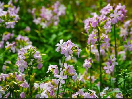 À la rencontre des plantes utiles et sauvages