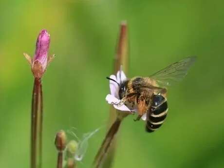 Abeilles et Compagnies...