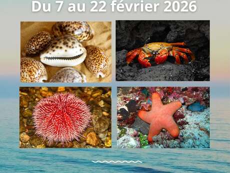 Exposition: Coquillages-Crustacés-Oursins-Etoiles de mer