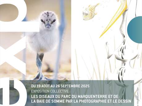 Exposition « Les Oiseaux du Parc du Marquenterre en Baie de Somme» d’Alexander Hiley et Laurent Zagni