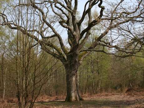 Le Bois des coutumes à Allonne