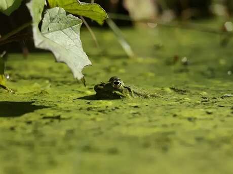Les amphibiens à l’honneur à Villeneuve !