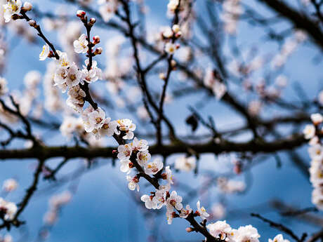 Sortie nature à Laon : "Les arbres et leurs bourgeons"