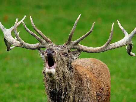 Sortie écoute 'brame du cerf'