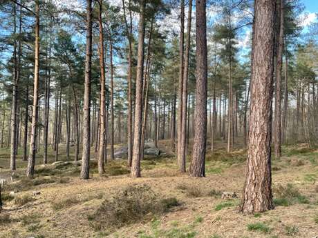 Balade nature dans le Bois du Roi