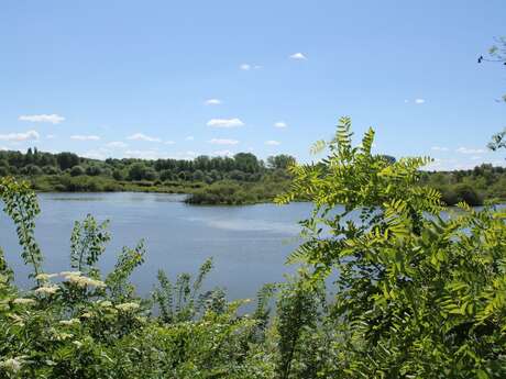 Réserve de l'Etang Saint-Ladre à Boves