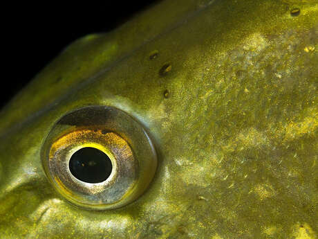 Escape game à Villeneuve-sur-Aisne : "En eaux troubles"