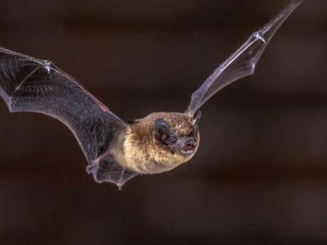 Nuit de la Chauve Souris - Abbaye de Saint-Riquier